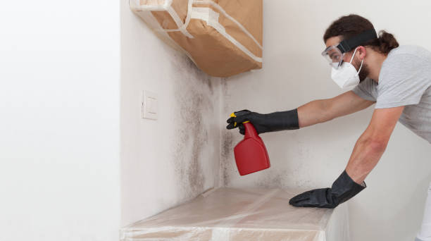 Professional Basement Mold Remediation technician working in Petersburg, PA